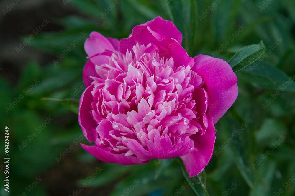Pink Peony blooming in a garden