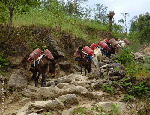 donkeys carrying load