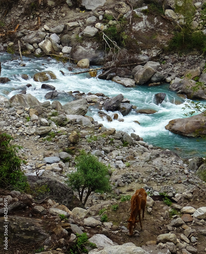 wild river view
