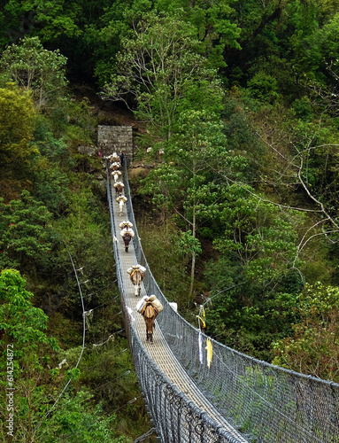 suspension bridge in the forest with donkeys