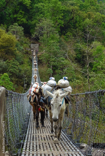 suspension bridge over the river in the forest with donkeys