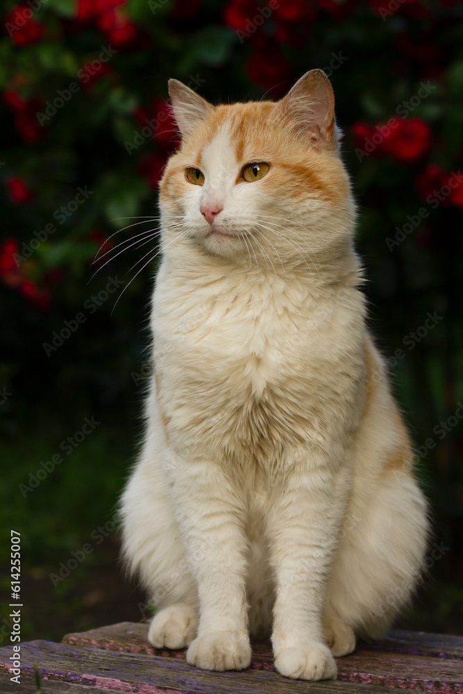 red cat in flowers, red cat in the garden, cat and roses