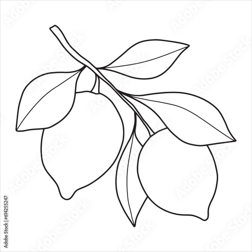 Hand drawn  lemon branch with leaves. Minimalistic lemon sketch.