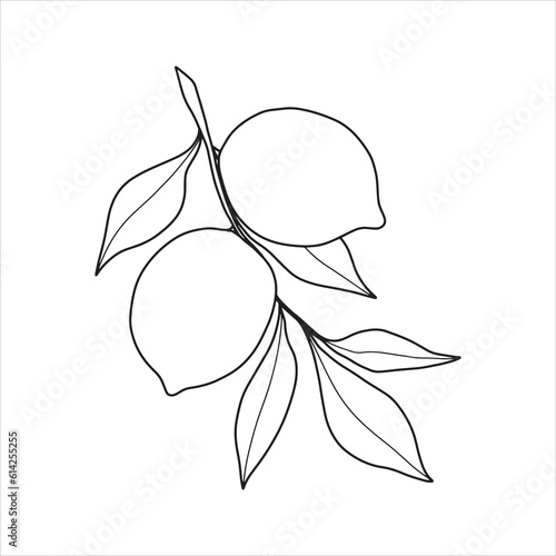 Hand drawn  lemon branch with leaves. Minimalistic lemon sketch.