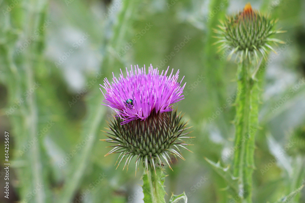 In nature, a tall and prickly thistle (Onopordum acanthium), grows In nature, a tall and prickly thistle (Onopordum acanthium), grows