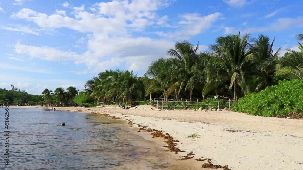 Tropical Caribbean beach water seaweed sargazo Playa del Carmen Mexico. Tropical Caribbean beach water seaweed sargazo Playa del Carmen Mexico.