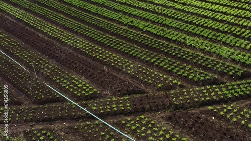 Plantação de hortaliças em área rural brasileira