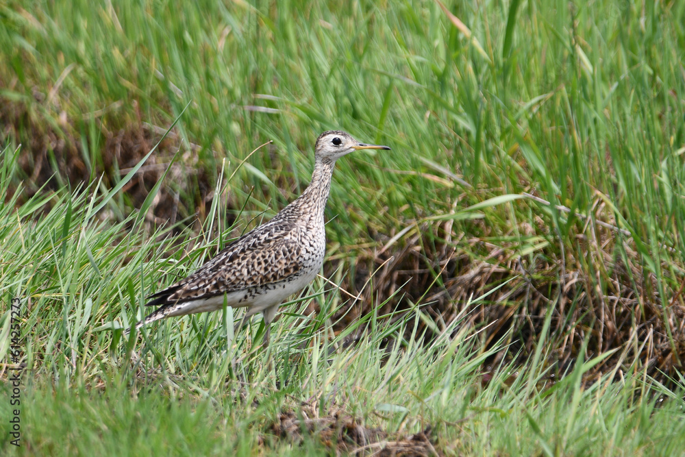 An Upland Sandpiper walking through its nesting rounds of green summer pastureland An Upland Sandpiper walking through its nesting rounds of green summer pastureland