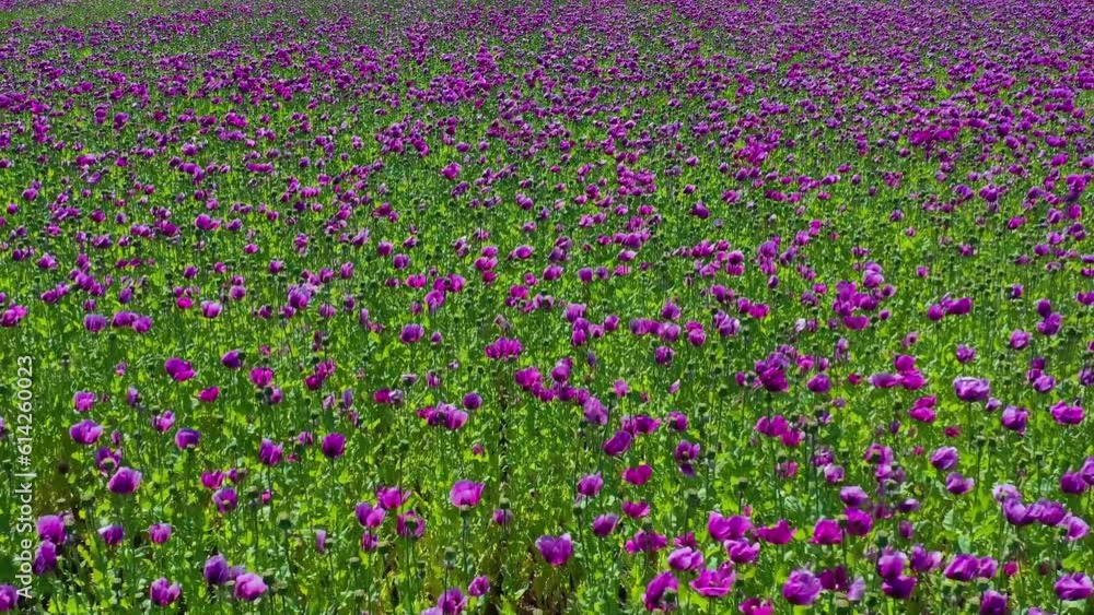 Aerial drone view purple poppies field in Germany. Flowers and seed head. Poppy sleeping pills, opium. High quality 4k footage Aerial drone view purple poppies field in Germany. Flowers and seed head. Poppy sleeping pills, opium. High quality 4k footage