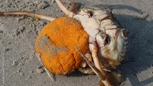 A sea crab lying upside down with a belly full of eggs at Dublar Char of Sundarbans. photo