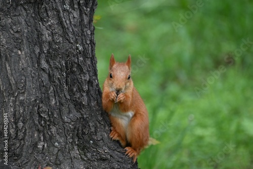 Squirrel sitting on a tree in a city park in Almaty