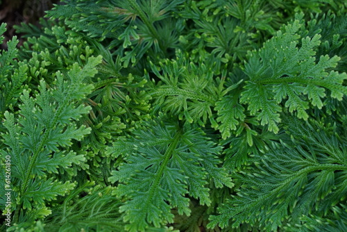Ferns of dark green color growing over each other. Cutout of the leaves is suitable as background. Close up view. 