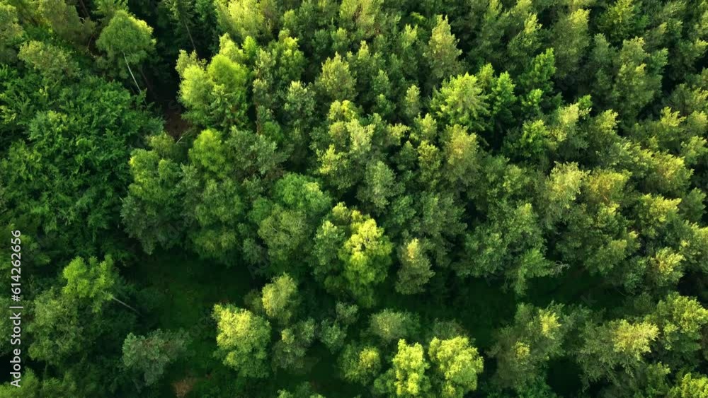Tranquil summer Forest: A Fresh and Scenic Aerial View of Rural Woodlands and Lush Green Nature Tranquil summer Forest: A Fresh and Scenic Aerial View of Rural Woodlands and Lush Green Nature