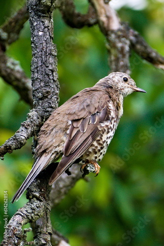 Song thrush aka Turdus philomelos is sitting on the stick on tree. Green blurred background. Common song bird in Czech republic.