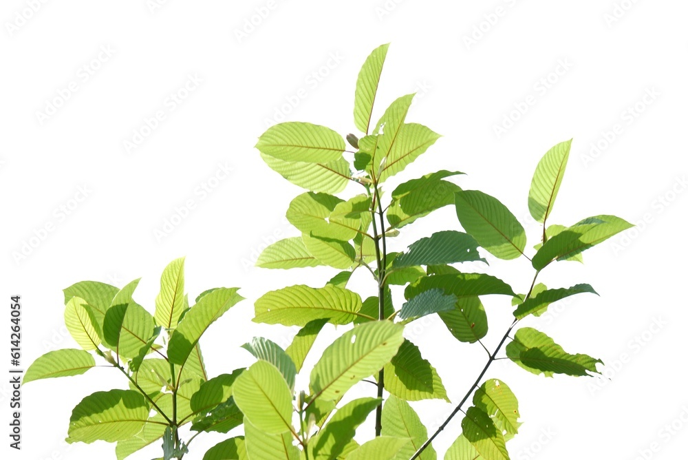 A branch of Kratom leaves on white isolated background for green foliage backdrop with copy space A branch of Kratom leaves on white isolated background for green foliage backdrop with copy space