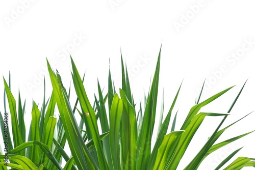 Tropical plant with leaves on white isolated background For green foliage backdrop 