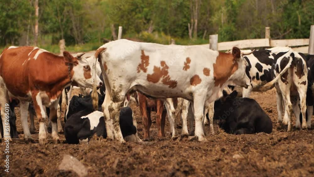 Cows grazing on a green meadow. A herd of young cows and heifers grazing in a lush green pasture of grass on a beautiful sunny day. Cows grazing on a green meadow. A herd of young cows and heifers grazing in a lush green pasture of grass on a beautiful sunny day.