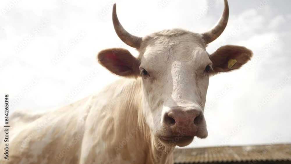 Portrait of white cow looking into camera. White cow grazes in a meadow on a sunny summer day close-up Portrait of white cow looking into camera. White cow grazes in a meadow on a sunny summer day close-up