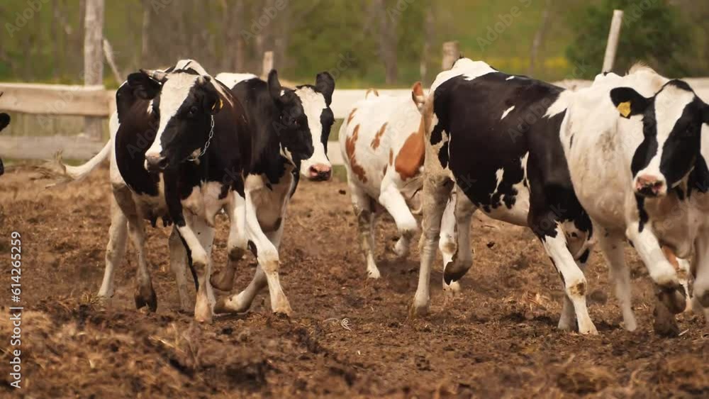 Cows grazing on a green meadow. A herd of young cows and heifers grazing in a lush green pasture of grass on a beautiful sunny day. Cows grazing on a green meadow. A herd of young cows and heifers grazing in a lush green pasture of grass on a beautiful sunny day.