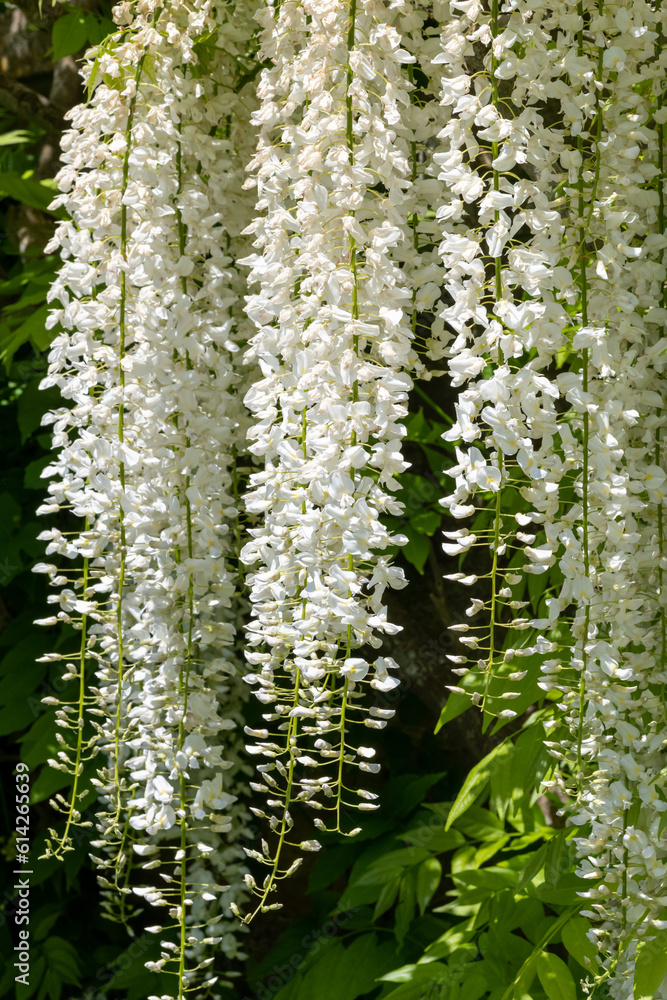 Close up of white wisteria flowers in bloom Close up of white wisteria flowers in bloom
