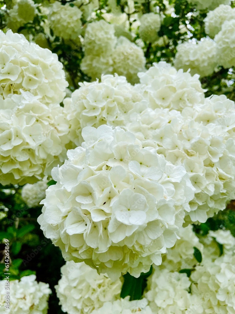 close up of flowers close up of flowers