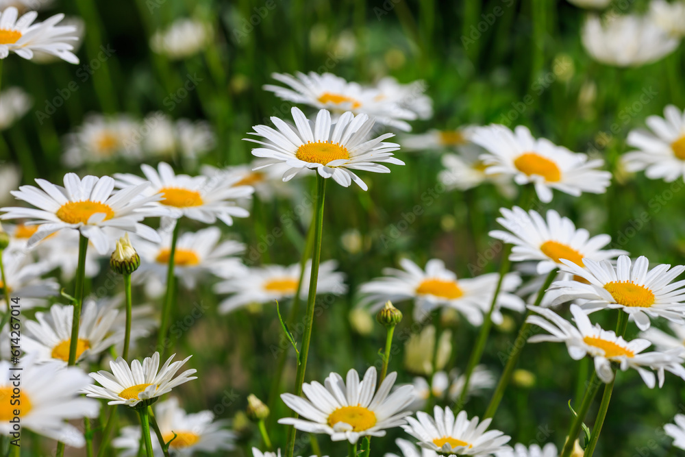 Flowers of Chamomile or daisy in garden. A beautiful scene of nature with blooming Chamomile. Summer floral background. Daisy background Flowers of Chamomile or daisy in garden. A beautiful scene of nature with blooming Chamomile. Summer floral background. Daisy background