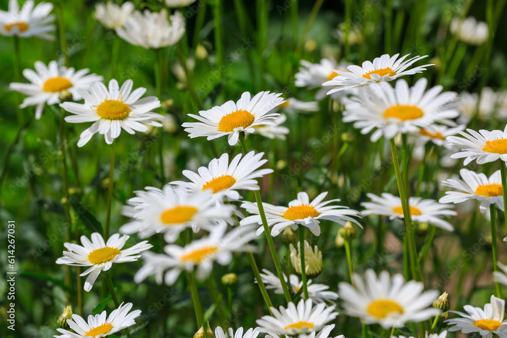 Flowers of Chamomile or daisy in garden. A beautiful scene of nature with blooming Chamomile. Summer floral background. Daisy background Flowers of Chamomile or daisy in garden. A beautiful scene of nature with blooming Chamomile. Summer floral background. Daisy background