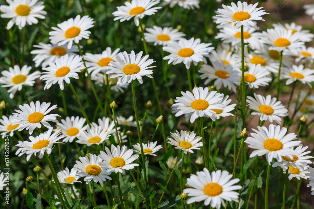 Flowers of Chamomile or daisy in garden. A beautiful scene of nature with blooming Chamomile. Summer floral background. Daisy background Flowers of Chamomile or daisy in garden. A beautiful scene of nature with blooming Chamomile. Summer floral background. Daisy background
