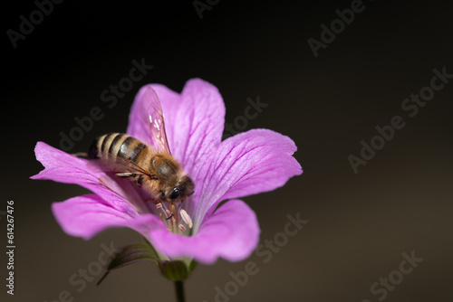 a small honey bee sits on a small pink meadow flower. The background is dark and there is plenty of room for text. © leopictures