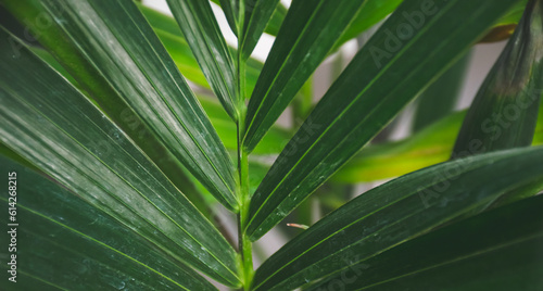 Horizontal closeup image of indoor palm leaves. Tropical houseplant concept.