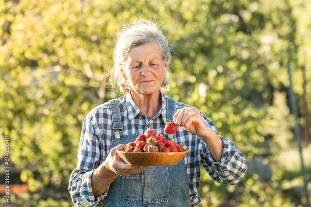 Happy senior caucasian woman holding wooden bowl full of freshly picked strawberries in the garden. Elderly lady farmer wearing jeans overalls with checkered shirt and collecting berry harvest