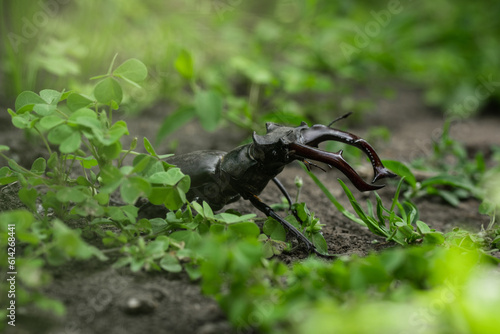 Macro shot of stag beetle (Lucanus cervus) among the green leaves and grass in the forest. Endangered species of giant stag beetle