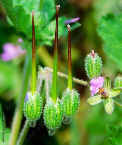 Erodium malacoides L'Hér. 1789 is a herbaceous and perennial species belonging to the Geraniaceae family. photo