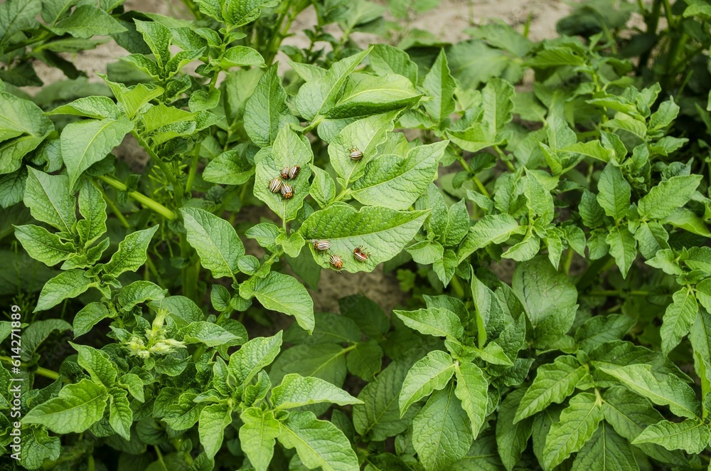 On the tops of young structural green leaves of potatoes pests are Colorado potato beetles. Fungicide treatment, insect removal. Bright striped beetles. Close-up. Summer day, top view photography. On the tops of young structural green leaves of potatoes pests are Colorado potato beetles. Fungicide treatment, insect removal. Bright striped beetles. Close-up. Summer day, top view photography.