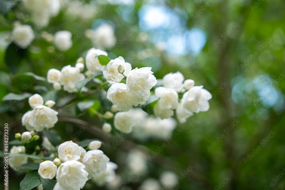 flowers flowers