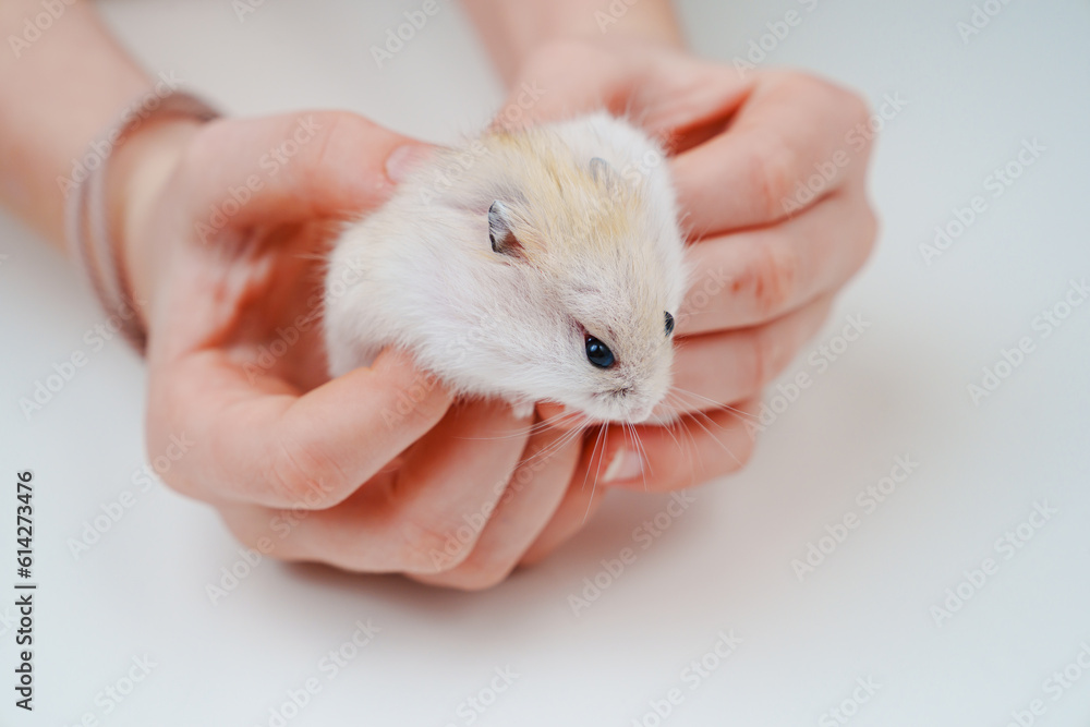 a small white with a red hamster in children's hands. a small white with a red hamster in children's hands.