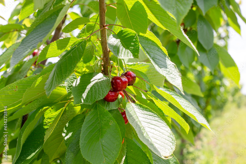 ripe red cherry grows on a tree in an orchard. Cultivation of fruits and berries.