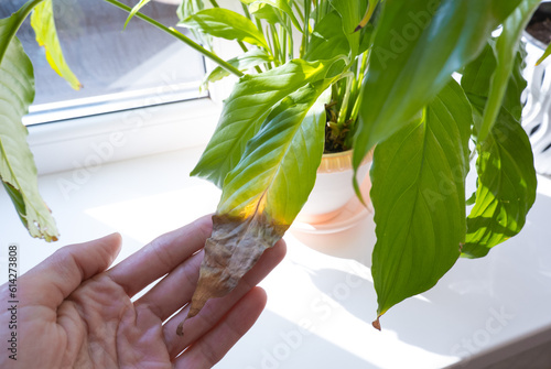 A woman's hand shows a yellowed leaf of a spathiphyllum houseplant. Home plant care concept. Hobby, home gardening. Diseases of house plants