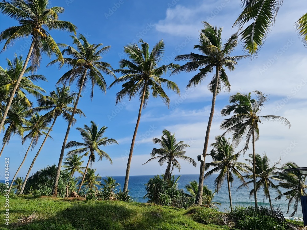 Palm Trees in Mirrisa Sri Lanka Palm Trees in Mirrisa Sri Lanka