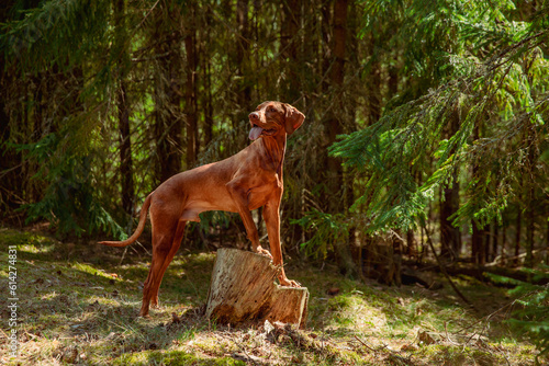 Red hunting vizsla dog in a coniferous forest