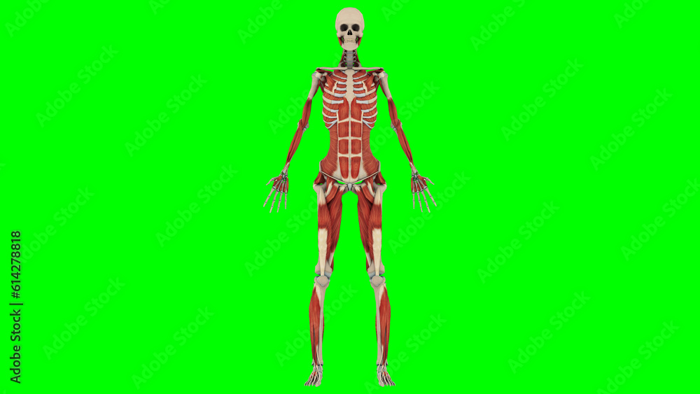 Medical Education Chart of Biology for Human Body Organ System Diagram. 3d Renders of Human Anatomy. Medical Education Chart of Biology for Human Body Organ System Diagram. 3d Renders of Human Anatomy.