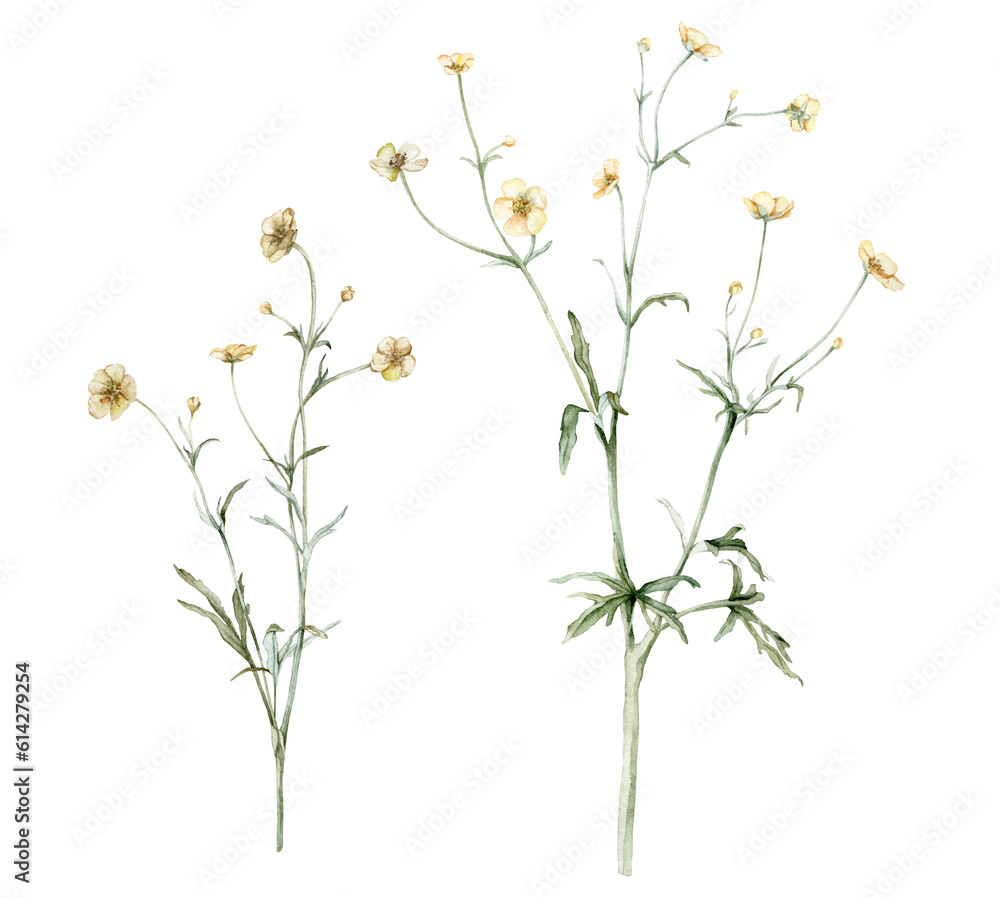 Set of the yellow flower meadow buttercup known as Ranunculus acris, sitfast, spearworts or water crowfoots. Watercolor hand drawn painting illustration isolated on white background. Set of the yellow flower meadow buttercup known as Ranunculus acris, sitfast, spearworts or water crowfoots. Watercolor hand drawn painting illustration isolated on white background.