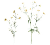 Set of the yellow flower meadow buttercup known as Ranunculus acris, sitfast, spearworts or water crowfoots. Watercolor hand drawn painting illustration isolated on white background.
