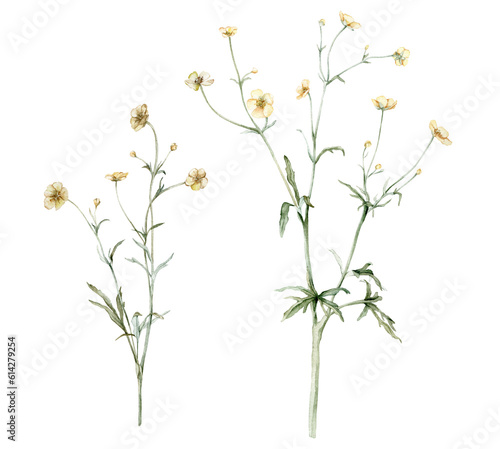 Set of the yellow flower meadow buttercup known as Ranunculus acris  sitfast  spearworts or water crowfoots. Watercolor hand drawn painting illustration isolated on white background.