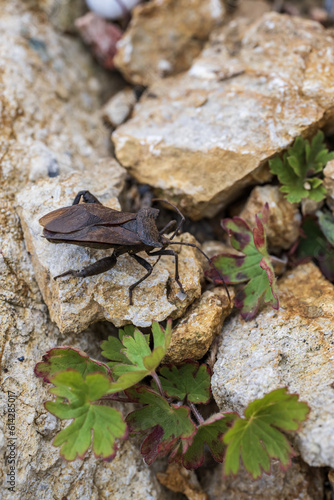 A closeup of a brown bug on a stone