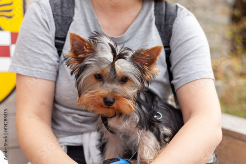 Yorkshire Terrier in the hands of a girl on a walk