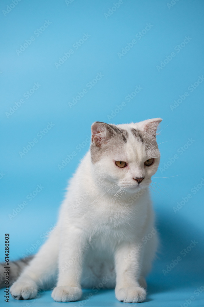 a white cat sitting in front of a blue background look like angry. isolated