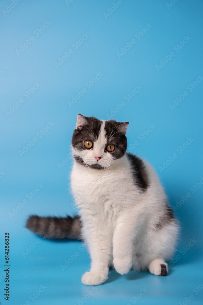 a black and white cat sitting in front of a blue background looking at camera. isolated a black and white cat sitting in front of a blue background looking at camera. isolated