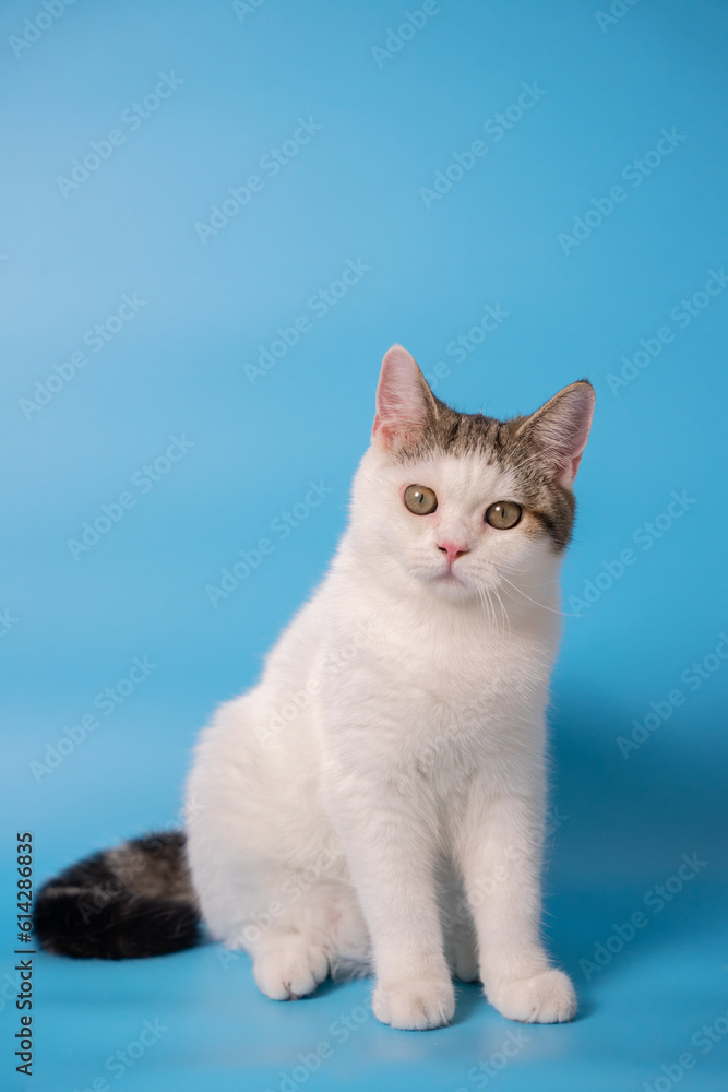 a brown and white cat sitting in front of a blue background looking at camera. isolated a brown and white cat sitting in front of a blue background looking at camera. isolated