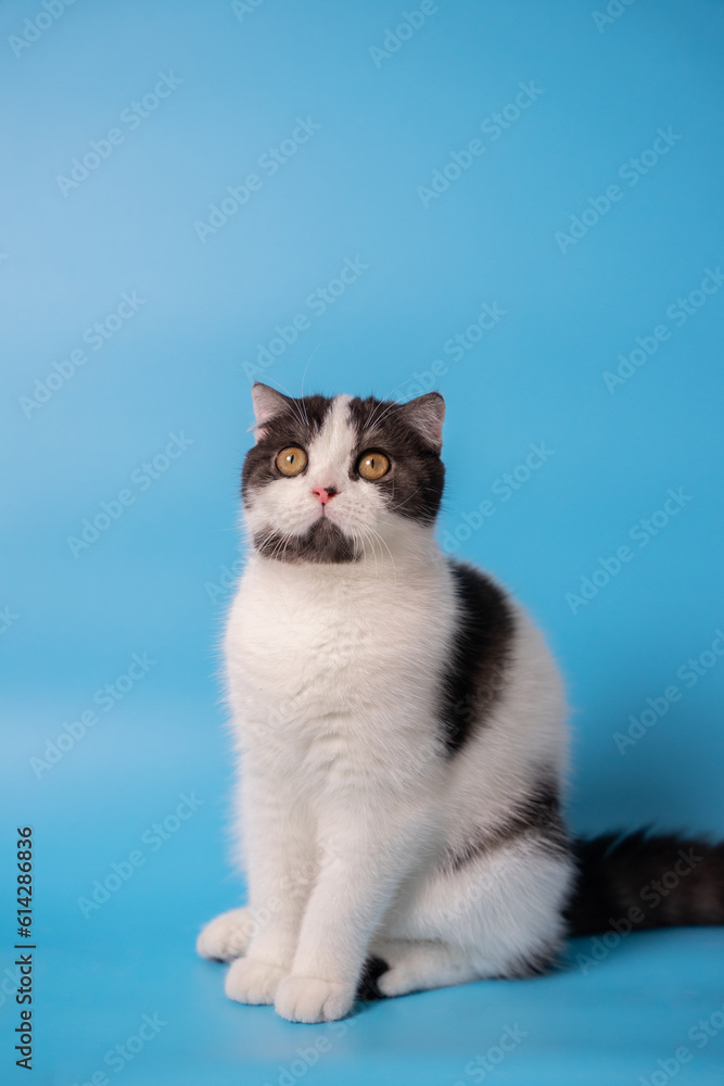 Obraz premium a black and white cat sitting in front of a blue background looking something. isolated